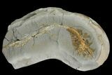 Fossil Capelin Fish (Mallotus) Nodule - Canada #136150-1